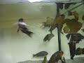 Tropheus sp