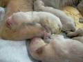 INDY - CACHORROS GOLDEN RETRIEVER 1