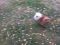 videos de Jaya och Baloo busar