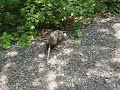 Opossum Release