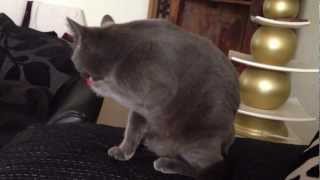 Russian Blue Cat Cleaning