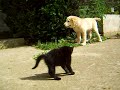 Puppy vs Kitty Puppy vs Kitty
