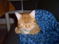notre chat pinceau notre chat pinceau