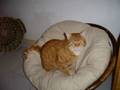 notre chat pinceau