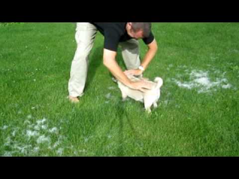 how to remove dog hair