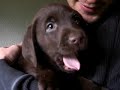 chiot du chenil de miguelcadell de la canera d'en miguel
