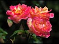 Roses from Nikitsky Botanical Garden, Yalta, Crimea Roses from Nikitsky Botanical Garden, Yalta, Crimea