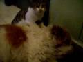 Gatto massaggia Cane (Toby & Kia)
