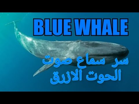 بزنس ميدل إيست هل صوت الحوت الأزرق من علامات الساعة قصة ظهوره في مصر وجدة