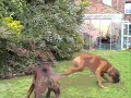 Oscar &Lola in No Dogs Allowed