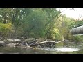 Limited out on wood ducks - a SWAT specialty Limited out on wood ducks - a SWAT specialty