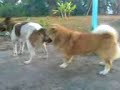 jacky-fuck-doggy-style-non-stop-had-cre8-a-legend.html