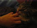 My cat loves me My cat loves me