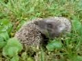 Baby hedgehogs