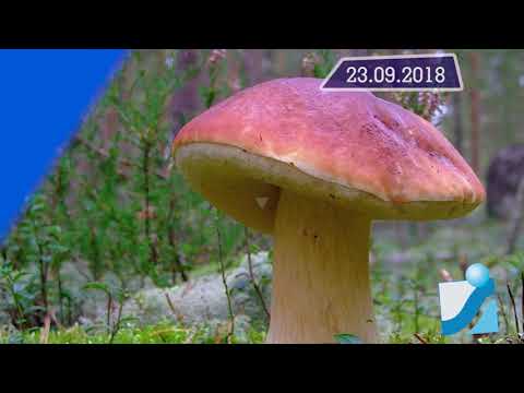 Новостная лента Телеканала Интекс 23.09.18.