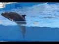 Delfin intenta escapar de su tanque