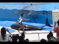 Dolphin escapes tank - animals, aquarium, dolphin, escape, japan, okinawa churaumi aquarium, tank