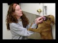 Humane Society of Huron Valley