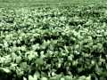 Fields of Energy: Super Soybean