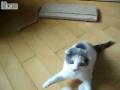 videos de Kittens Jump