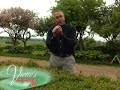 Shearing Boxwoods