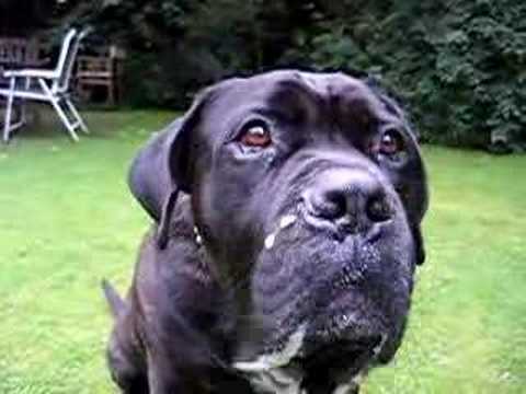 english mastiff