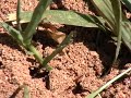 FIRE ANTS Part 1  of Bites & Stings