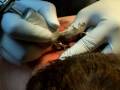 kurt-kmk-tattoo.html