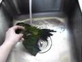Dusky Conure's bird bath