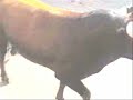 SUSTO EN LOS ENCIERROS DE POZO DE ALMOGUERA -2 Y 3 DE JUNIO- SUSTO EN LOS ENCIERROS DE POZO DE ALMOGUERA -2 Y 3 DE JUNIO-
