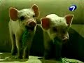 todo por $2 cuida los chanchos mabel

letra:

prend� la luz...y todo mall..que indecente, no kiero mirarr
y vos mabell que hacias tuuu
igual que ayer los soltaste en el palier y por todo el living roommm

coro
los chanchos cooorreeen cooorreen cooorreen coooo

cuuiiidaa los chanchos mabeell... and cuidar los chanchos tu deber
cuiidaa los chanchoss cuiiidaa los chanchos fuee por ilusa pero cuiidaa los chanchooss

vas a veeerrrr