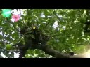 a prelude by anthony holborne played by tommy johansson on a pandora/bandora made by karl-erik gummesson,sweden.