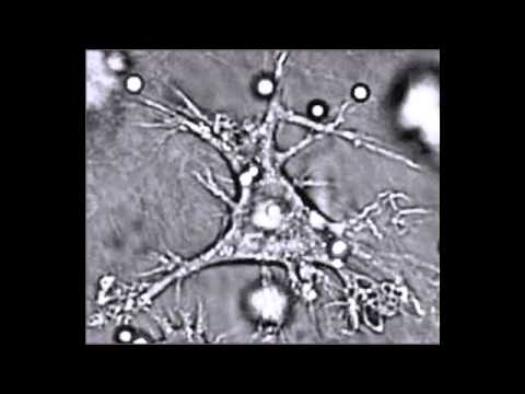 how to isolate dendritic cells