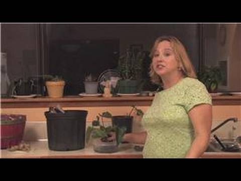 how to transplant anthuriums