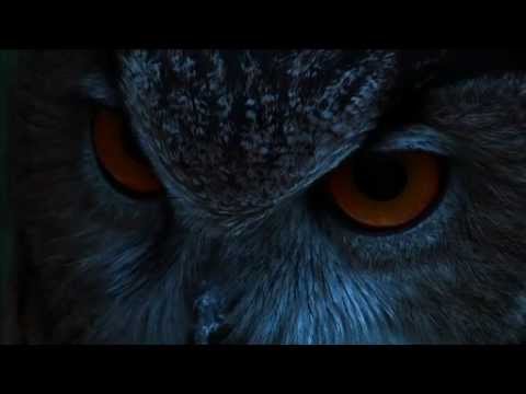 owl - The Eagle Owl is the most powerful nocturnal bird of prey on the Iberian Peninsula. Its great scope and versatility allows it to hunt on innumerable species ...