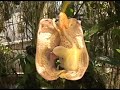 Moyobamba - Orquideas 2008