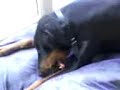 Louie the doberman going mad