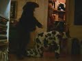 Comment traire une vache pour les nuls
