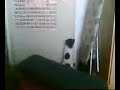 Cat tries to open a locked door Cat tries to open a locked door
