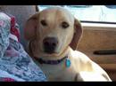 One 4 All Animal Rescue Clovis New Mexico