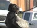 World's FATTEST Monkey? | Found in Child's Backyard ! | 911 CALL