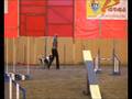 videos de Napin ja Divan agilityrata