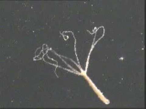 Hydra attenuata