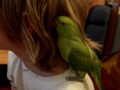 NEW INDIAN RINGNECK MEETS 2 NEW PARAKEETS