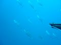 bonito pescasub.net bonito pescasub.net