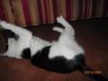 part1 of toki(my kitties) amv