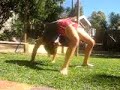 BAMBI BACKBEND