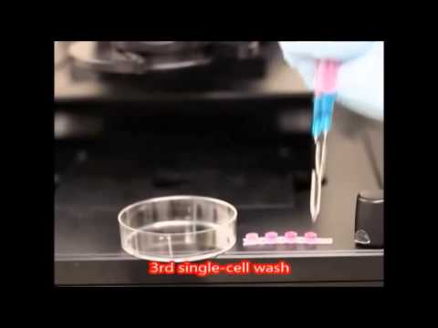 how to isolate cell clones