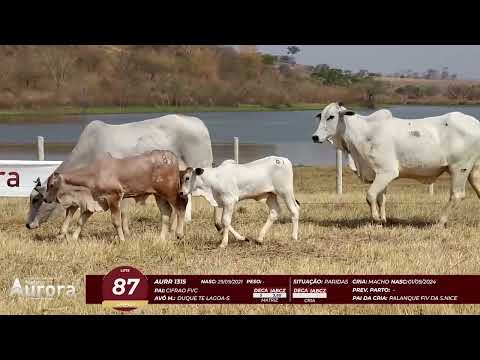 4� De Olho na Fazenda - NELORE AURORA participa��o Chico Paulic�ia