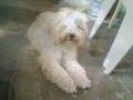 Caniche video
